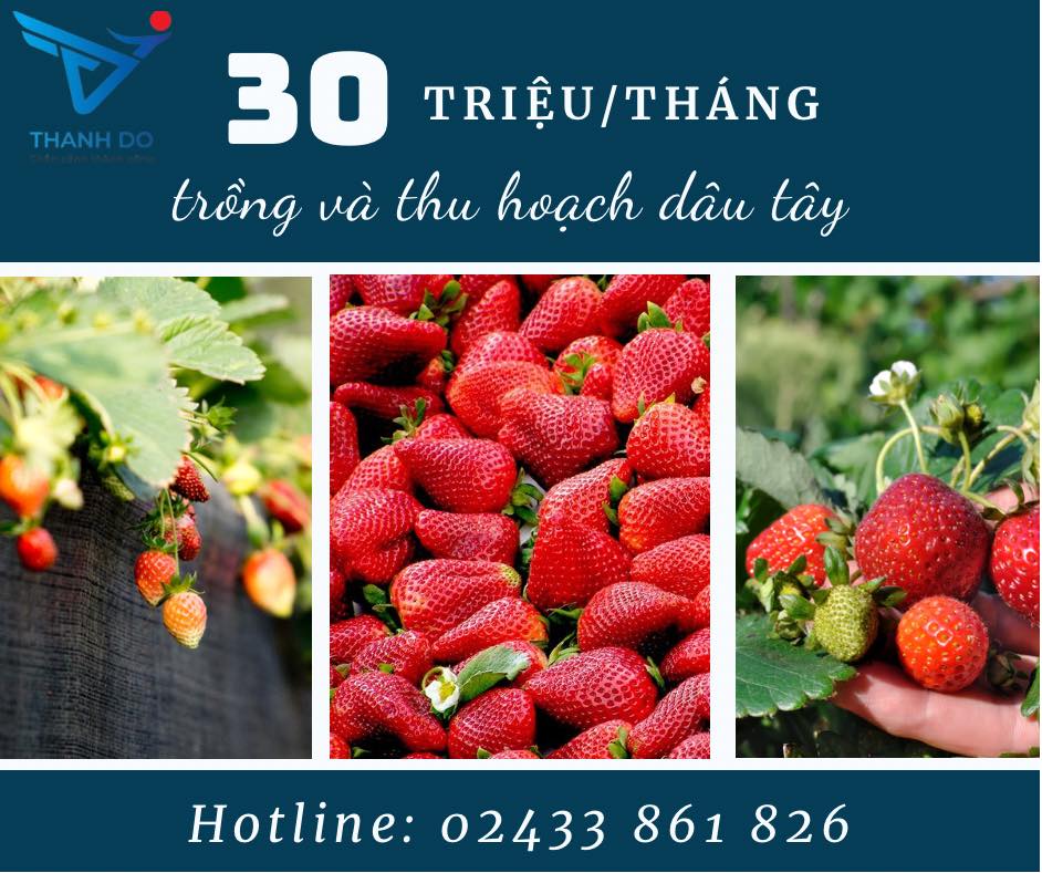 CÔNG TY XKLĐ THÀNH ĐÔ TUYỂN 02 NỮ - ĐƠN HÀNG NÔNG NGHIỆP