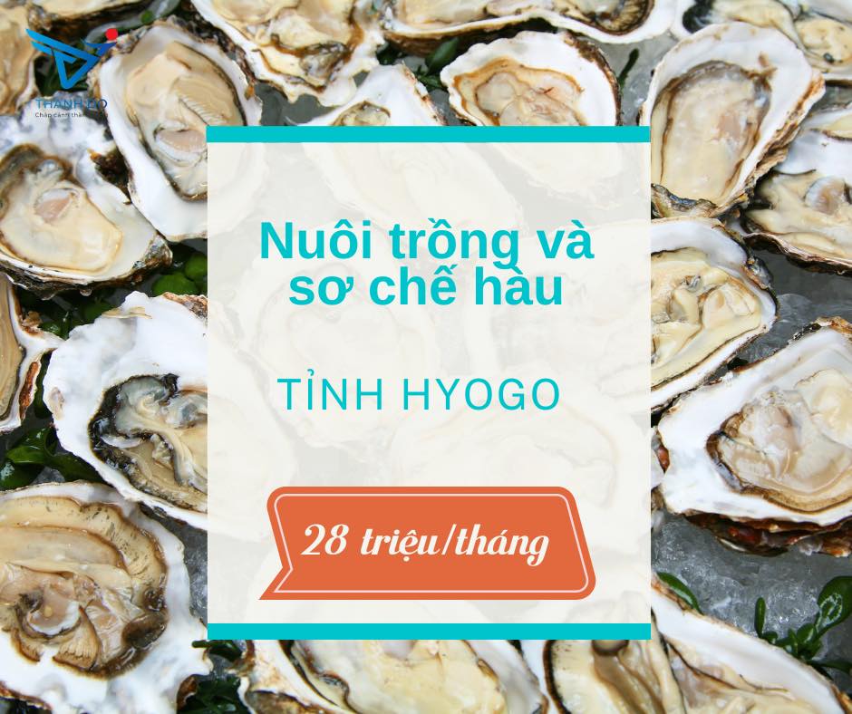 CÔNG TY XKLĐ THÀNH ĐÔ TUYỂN 05 NAM - ĐƠN HÀNG NUÔI TRỒNG VÀ SƠ CHẾ HÀU