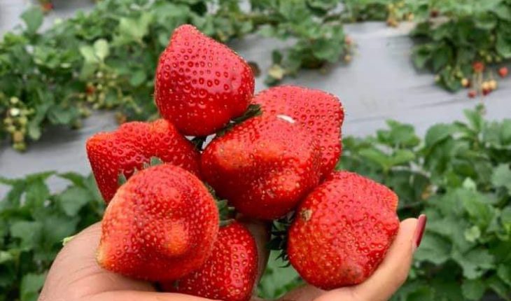 Công ty xuất khẩu lao động Thành Đô tuyển 4 nữ  đơn hàng nông nghiệp