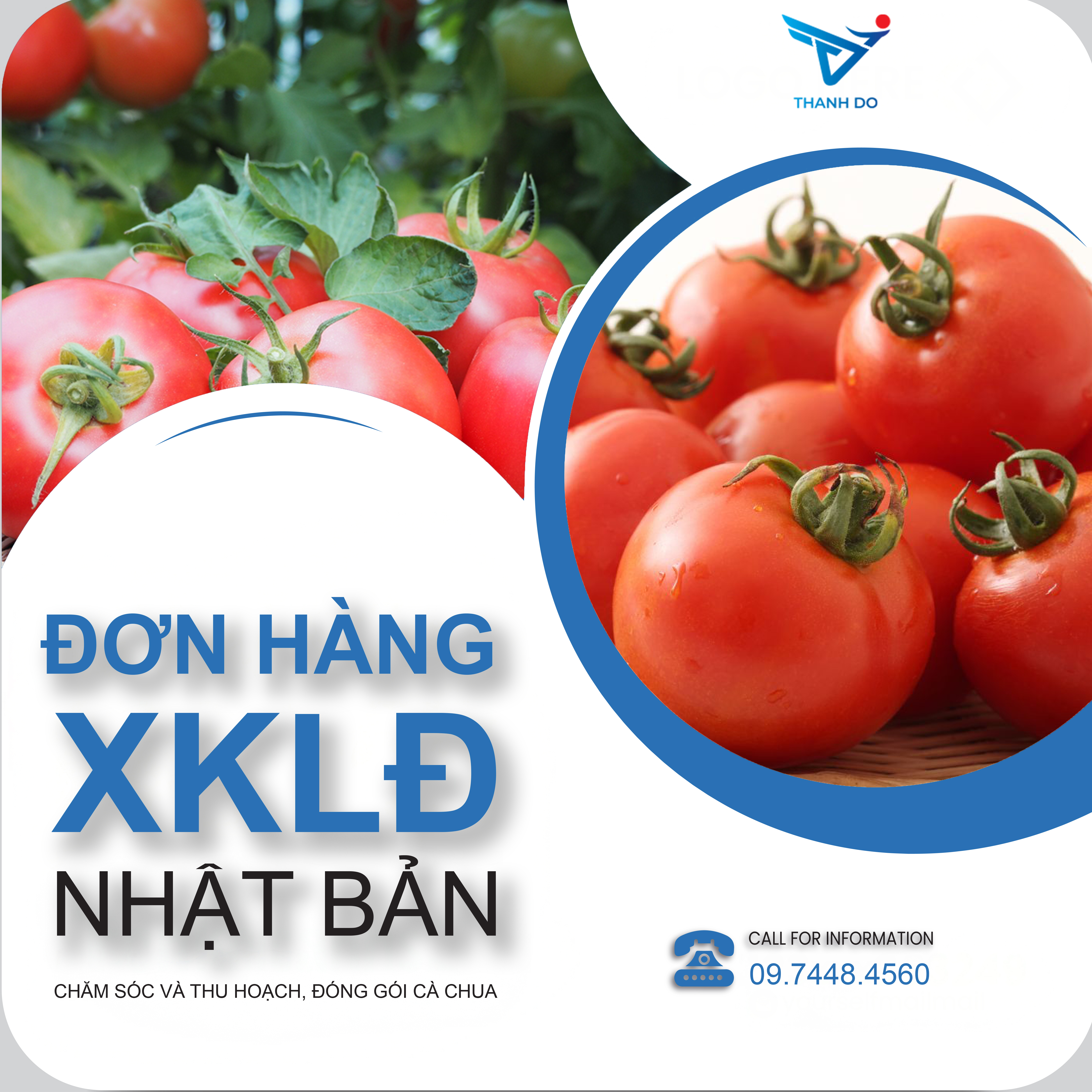 ĐƠN HÀNG NÔNG NGHIỆP THU HOẠCH, ĐÓNG GÓI CÀ CHUA