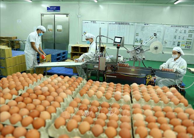 Công ty xuất khẩu lao động Thành Đô tuyển  nữ  đơn hàng Tokutei đóng gói trứng